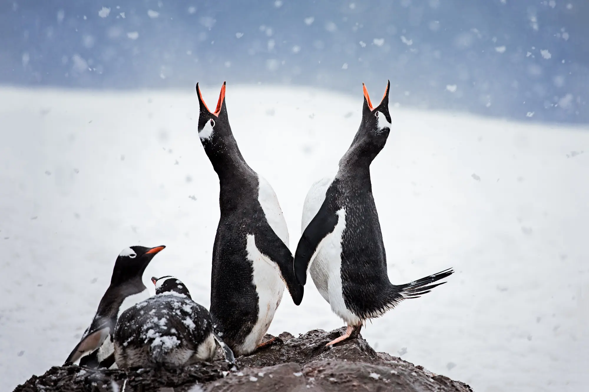 Richard Bernabe Captures: Catching Snowflakes