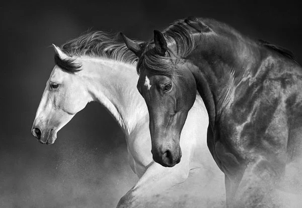 horses