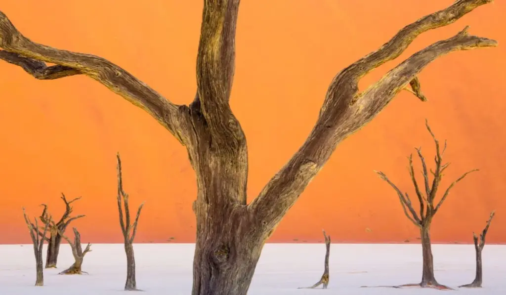 create beautiful compositions, learn online composition