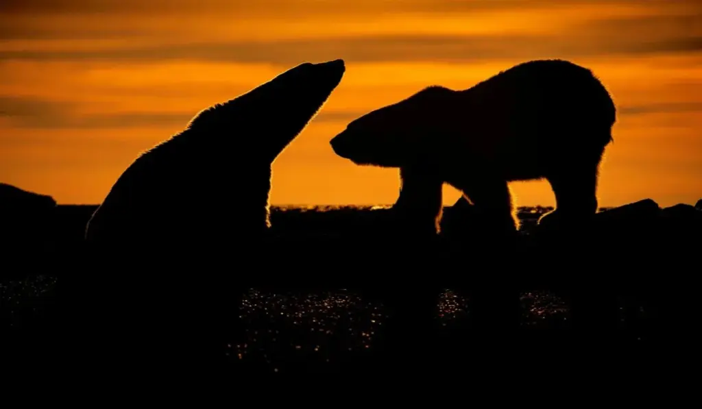 composition for beginners, photography composition tips