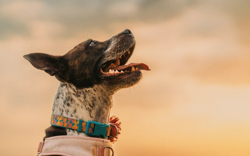 affinity photo adjustments, affinity photo textures