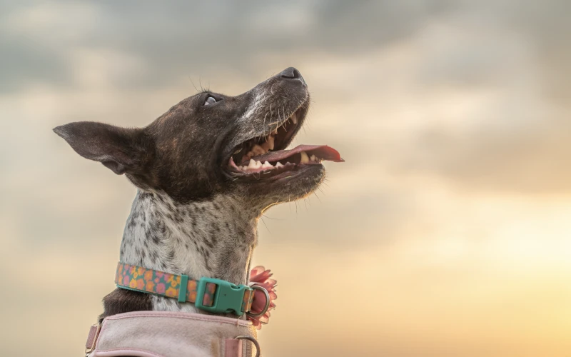 affinity photo effects, affinity photo filters