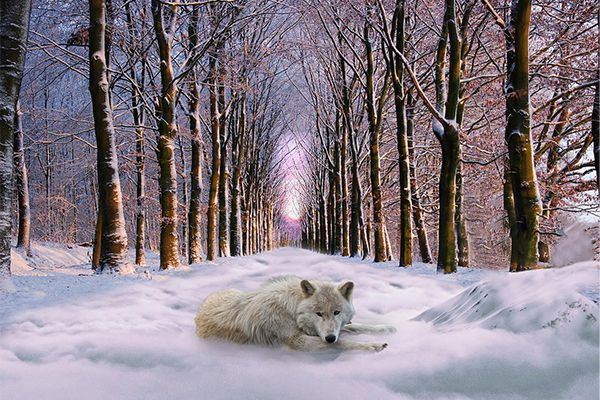 Snow bear sitting in a snow filled land