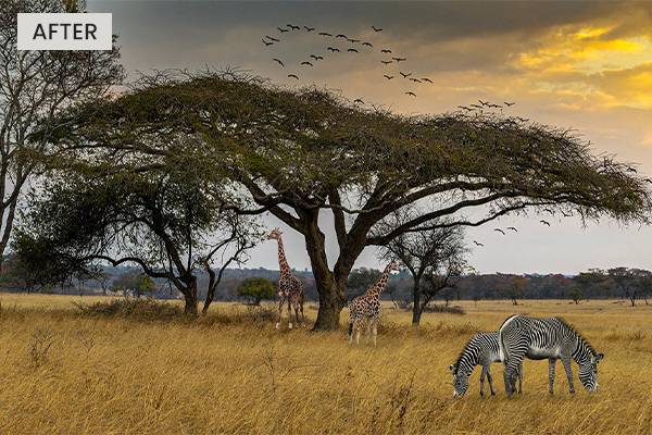 Drag & drop animal cutouts added on a landscape scene