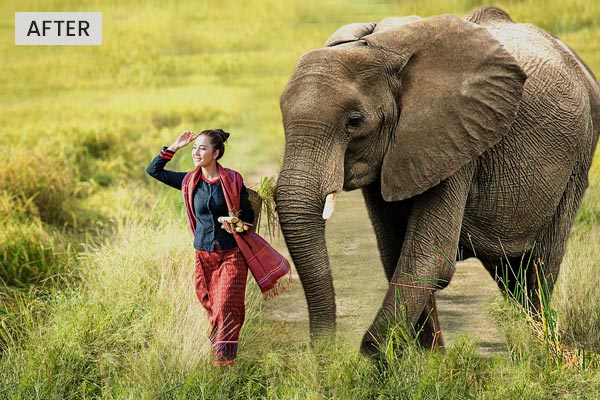 A composite created using animal cutouts | elephant cutout