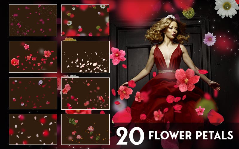 flower petals overlays