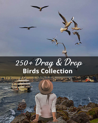 bird cutouts