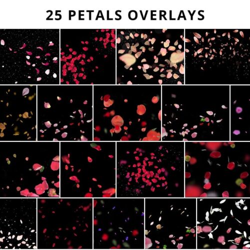 25_Petals-min