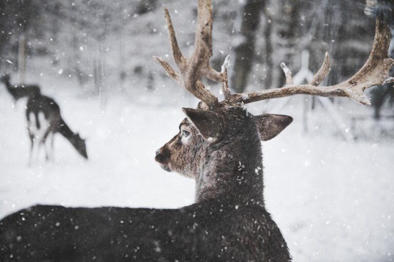 An image of deer in the snow