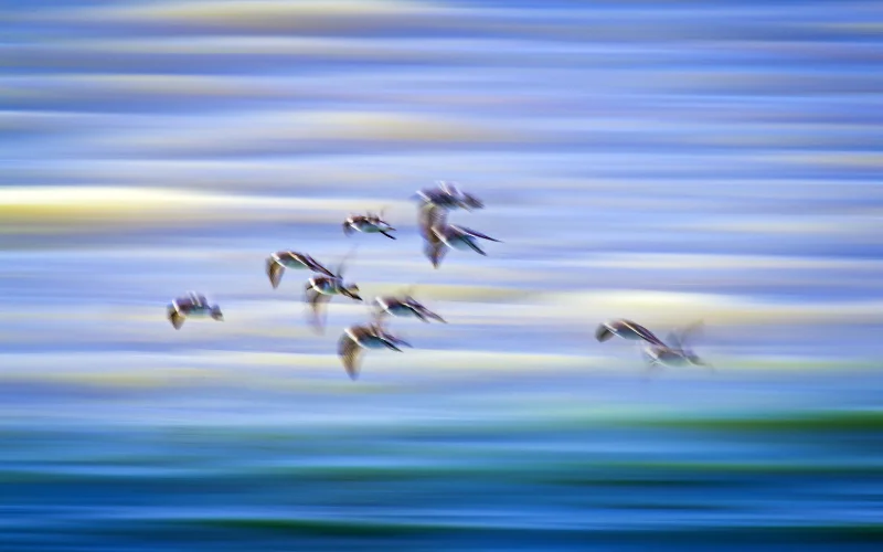 birds flying blur photo, Motion Photography