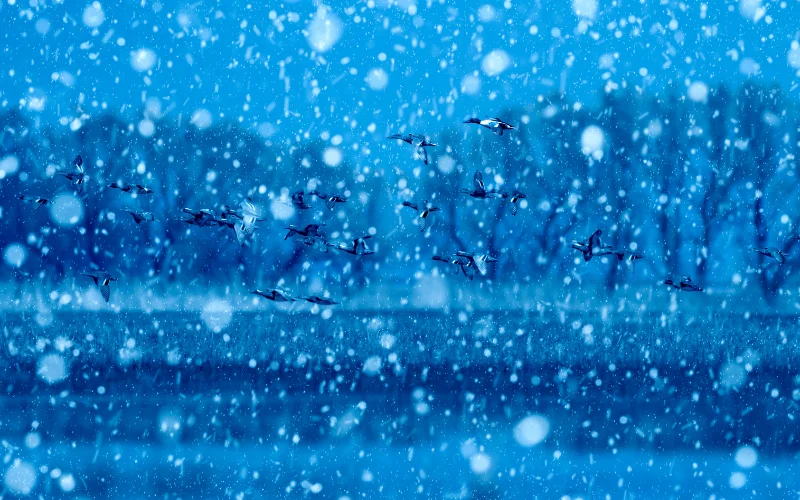 motion photography ideas, motion blur photo of snowfall