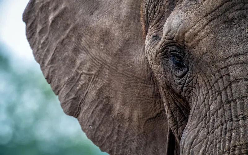 Feature image of Wildlife Photography Tips To Achieve Incredible Results