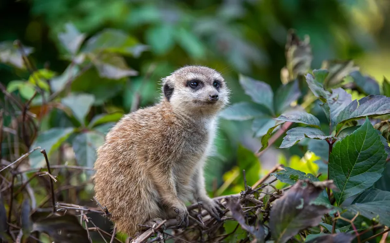 close up photo of meerkats