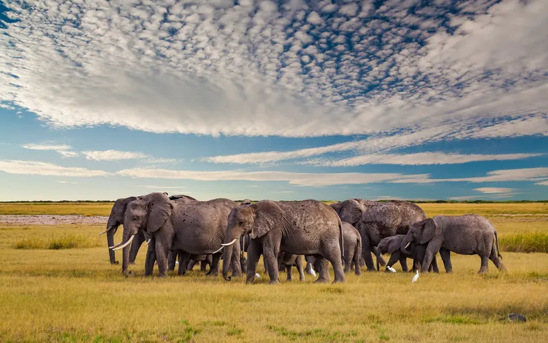 elephants in the African desert