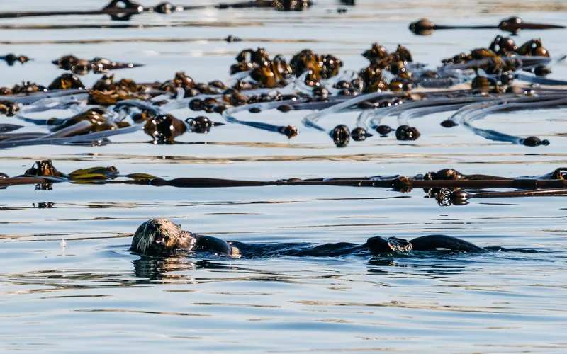 furry sea otters in its natural habitat