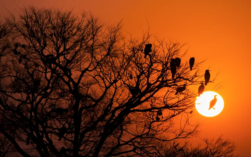 nocturnal birds during sunset