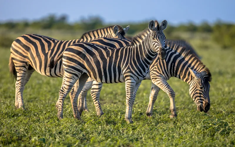 Zebras grazing on savanna desert