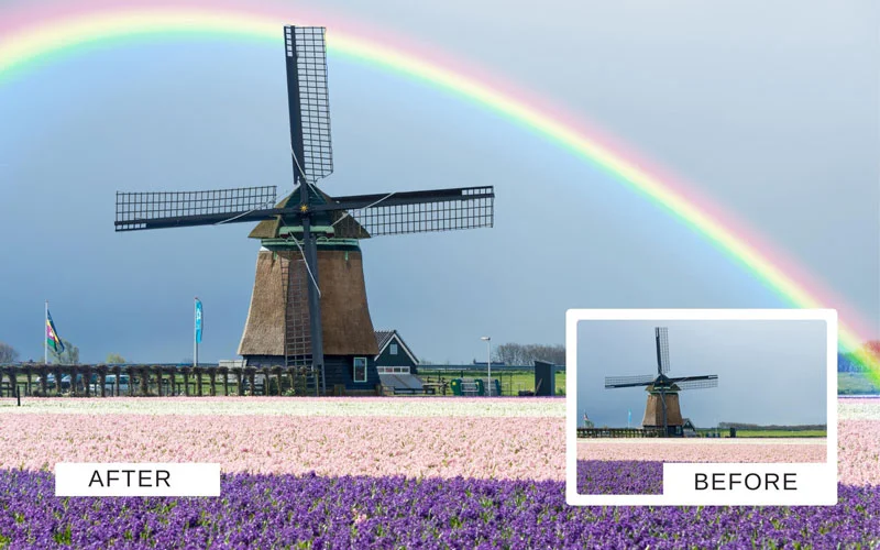 rainbow in a field of flowers