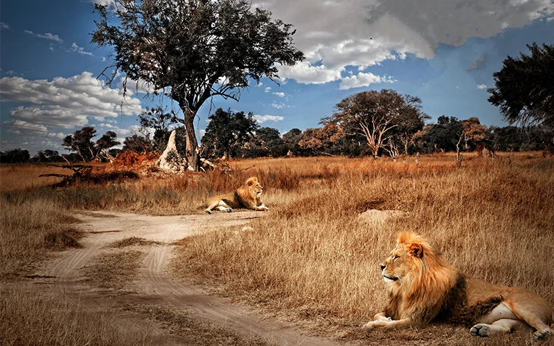 epic backgrounds Africa before image