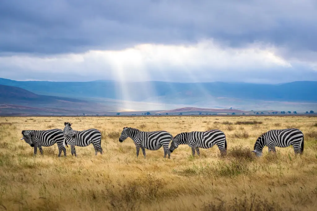 picture of a zebra