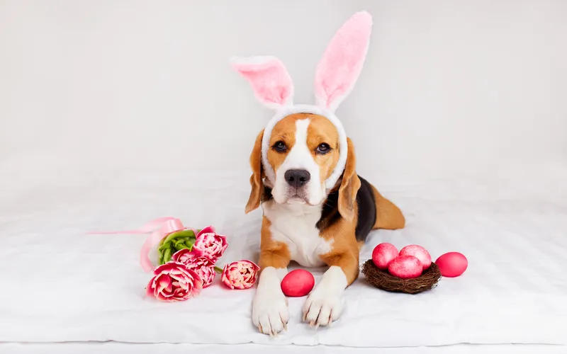 pet easter bunny photos