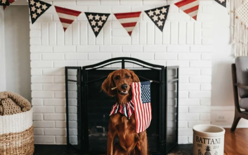 Involve your pets in the patriotic shoot
