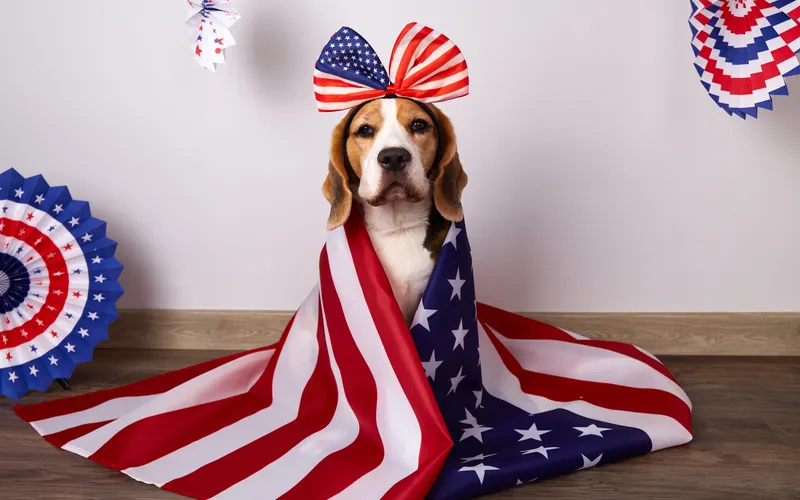 4th of july picture for your pets