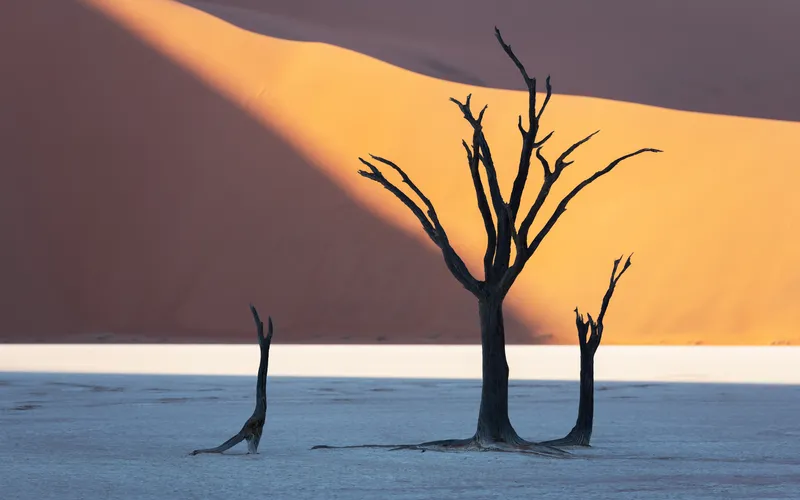 landscape of dead trees at sunrise