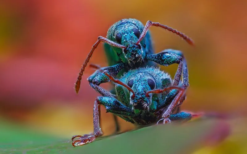 Macro photography shots