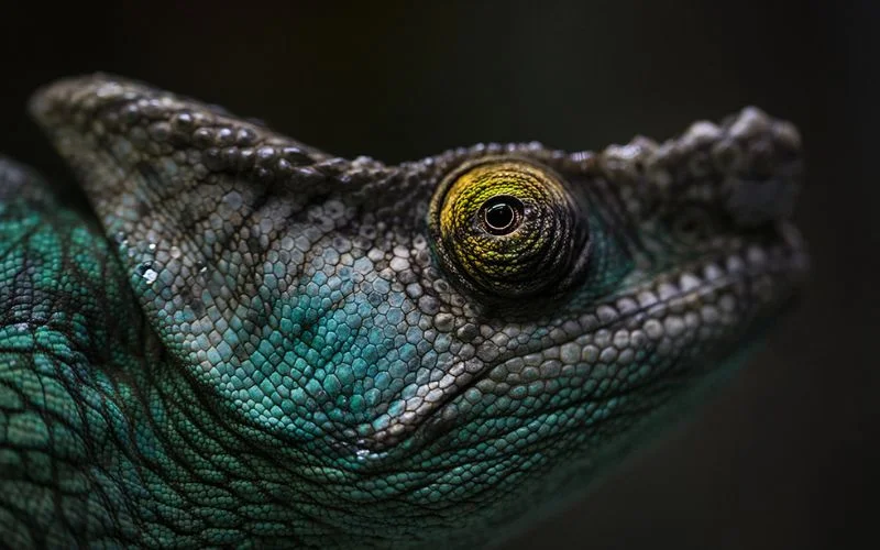 Macro photography shots