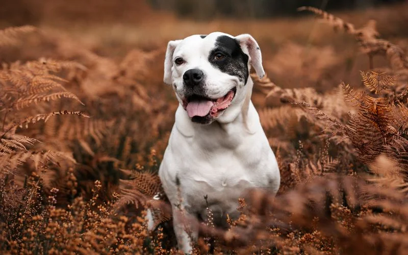 picture of a dog pet