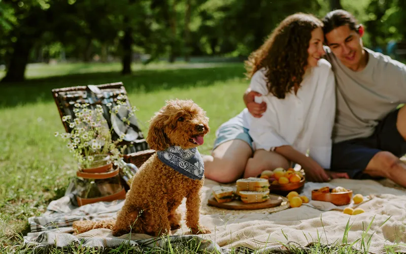 picnic with pets