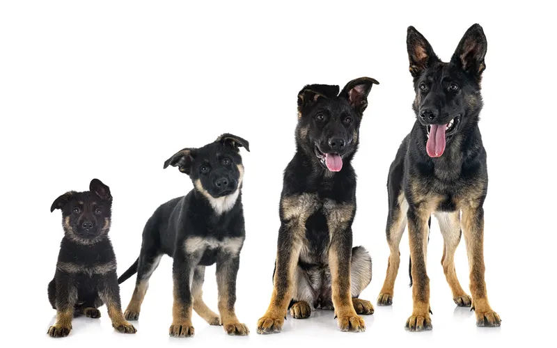 photo series showing the growth of the pet over the years