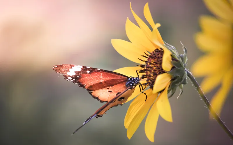 macro photography- photo of a monarch butterfly feeding on yellow sunflower