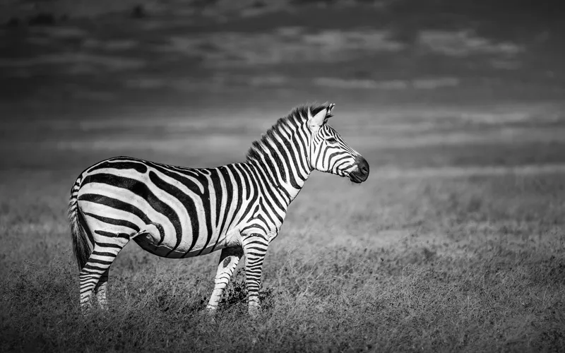 black and white photo of zebra standing