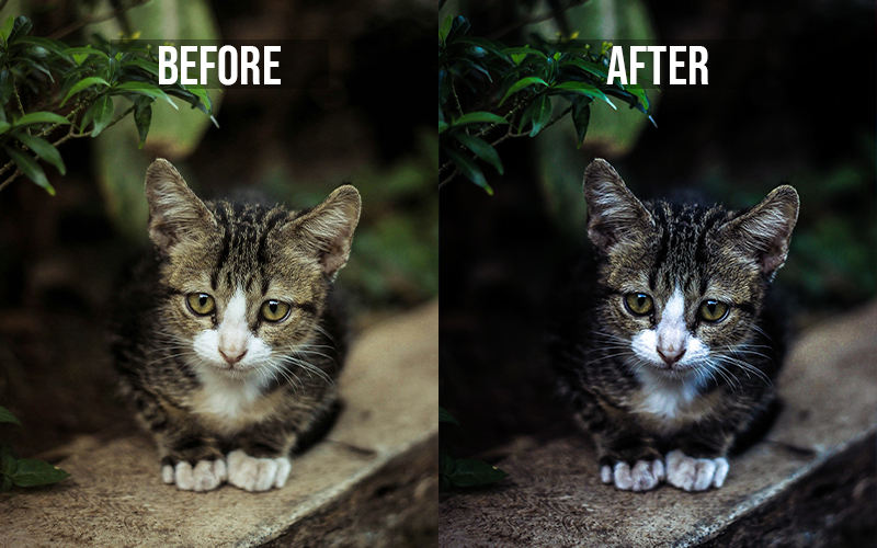 a photo of a cat with the LR preset applied