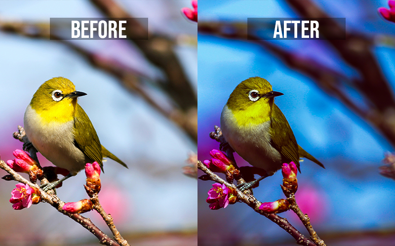 animal presets for Lightroom