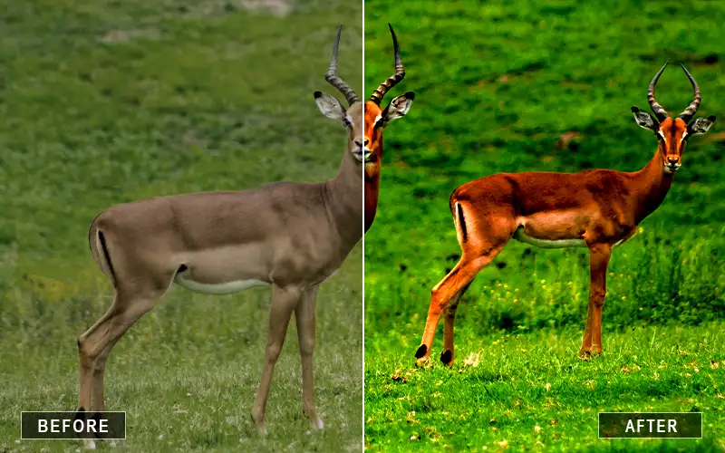 animal camera raw presets