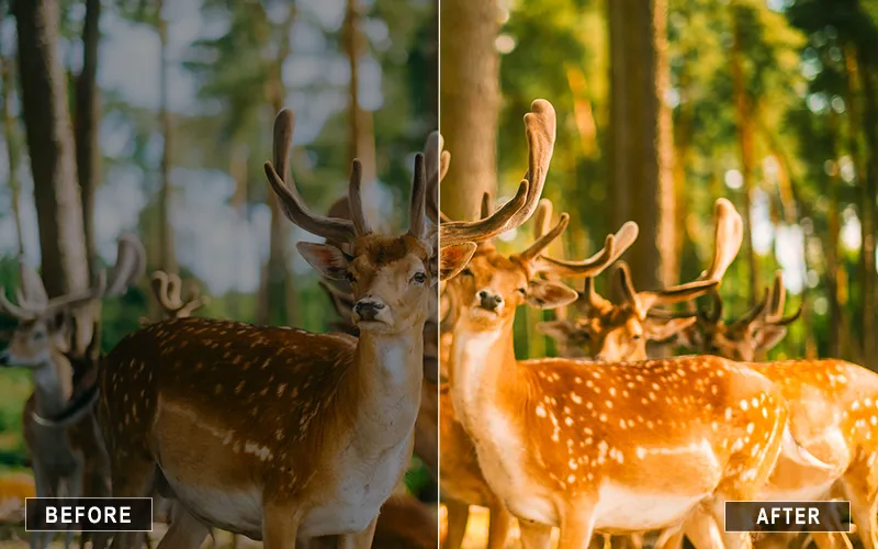 animal portrait presets, vibrant wildlife presets, cinematic animal presets
