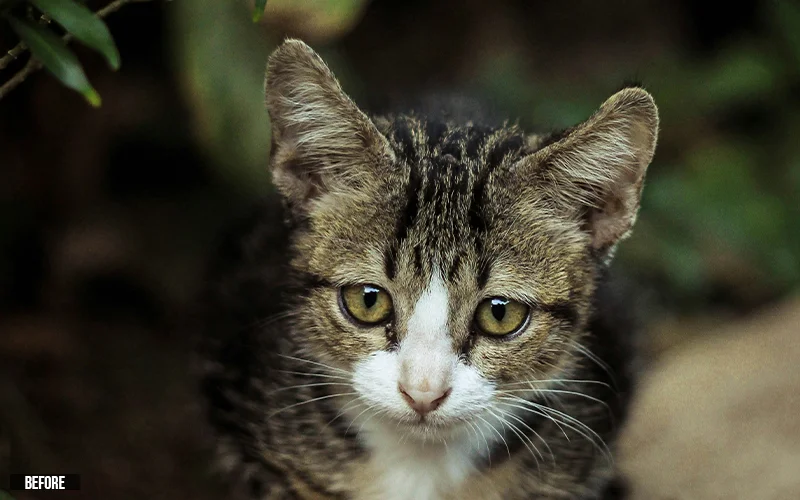 cat photo