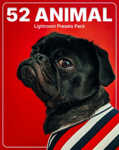 Pet Photography Presets, Dog Lightroom Presets, Cat Lightroom Presets, Horse Lightroom Presets, Bird Lightroom Presets, Marine Lightroom Presets, Safari Lightroom Presets, Black And White Animal Presets, Cute Animal Presets, Puppy Lightroom Presets, Animal Portrait Presets, Bright Animal Presets