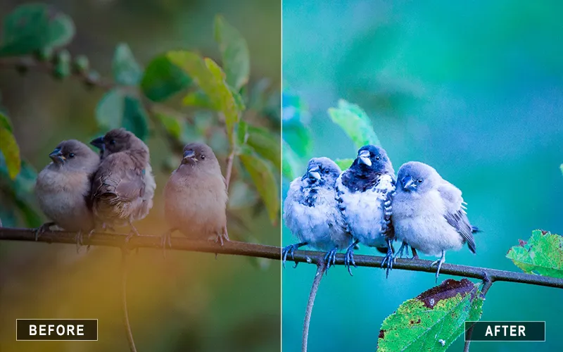 Bird Mobile Lightroom Presets, Wildlife Photography Presets For Lightroom Mobile
