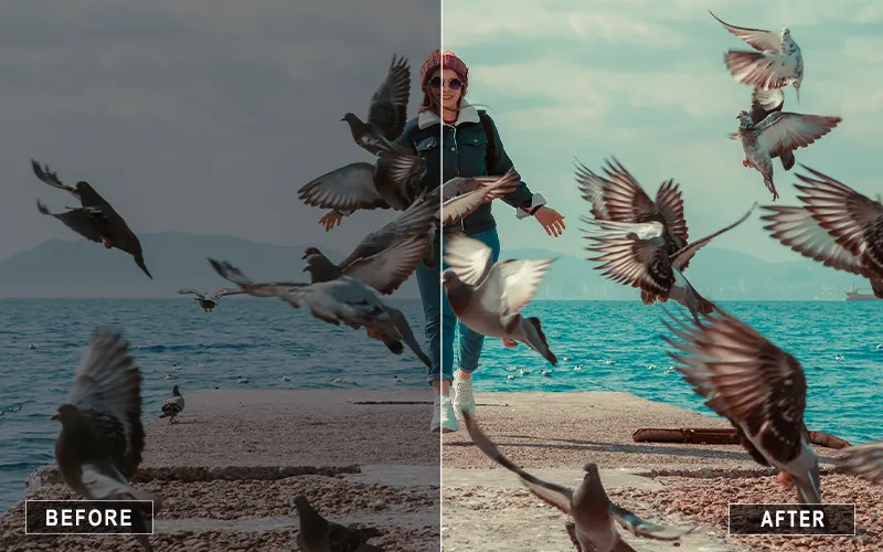 bird photography presets, natural wildlife presets, high-contrast animal presets
