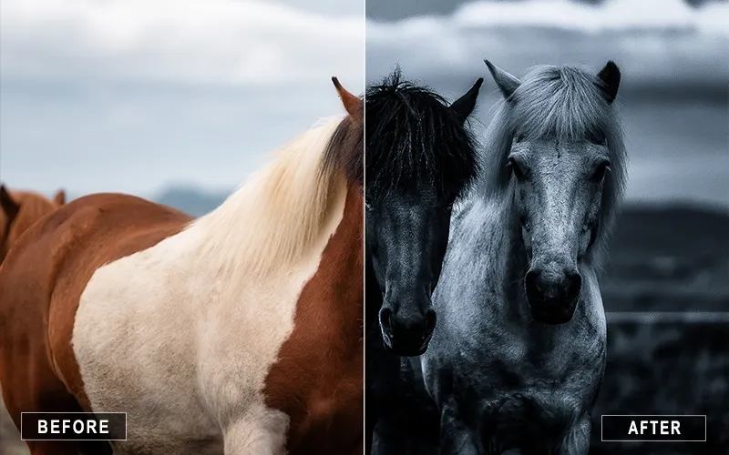 Black and White Animal Presets Mobile, B&W Mobile Lightroom Presets