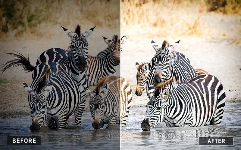 bright animal presets, animal photography presets, wildlife photography presets