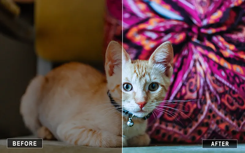 Cat LR Presets Mobile, Cat Presets For Mobile