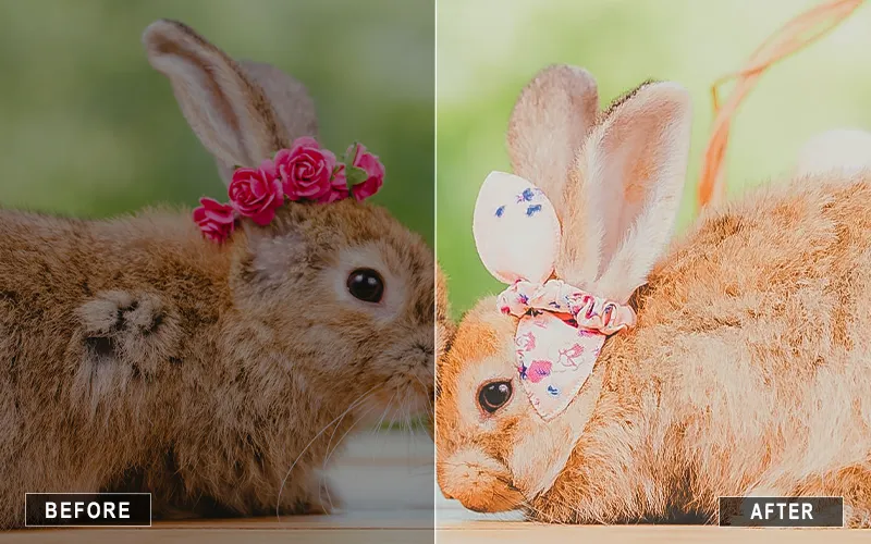 Cute Pet Mobile Presets,