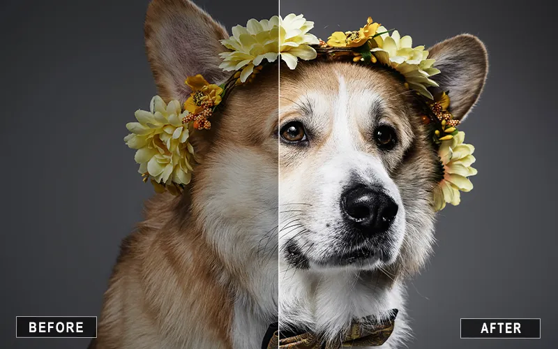 cute pet photoshop actions, pet photoshop actions, animal photo editing