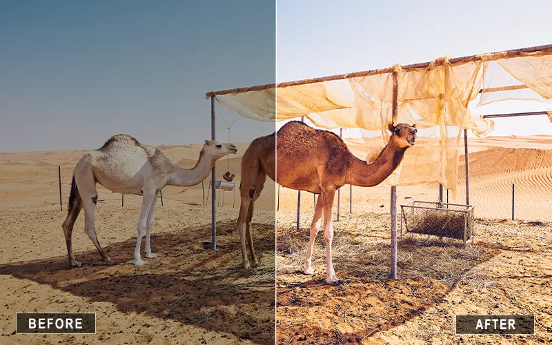 desert animal presets, animal photo contrast presets, wild animal presets