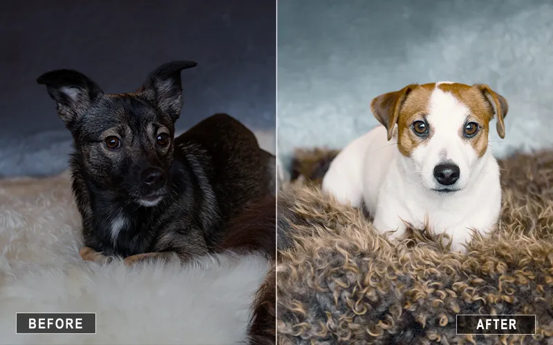 dog and cat photo actions, animal photography presets, pet photography tools